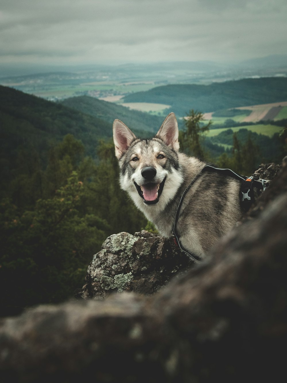 a dog on a rock