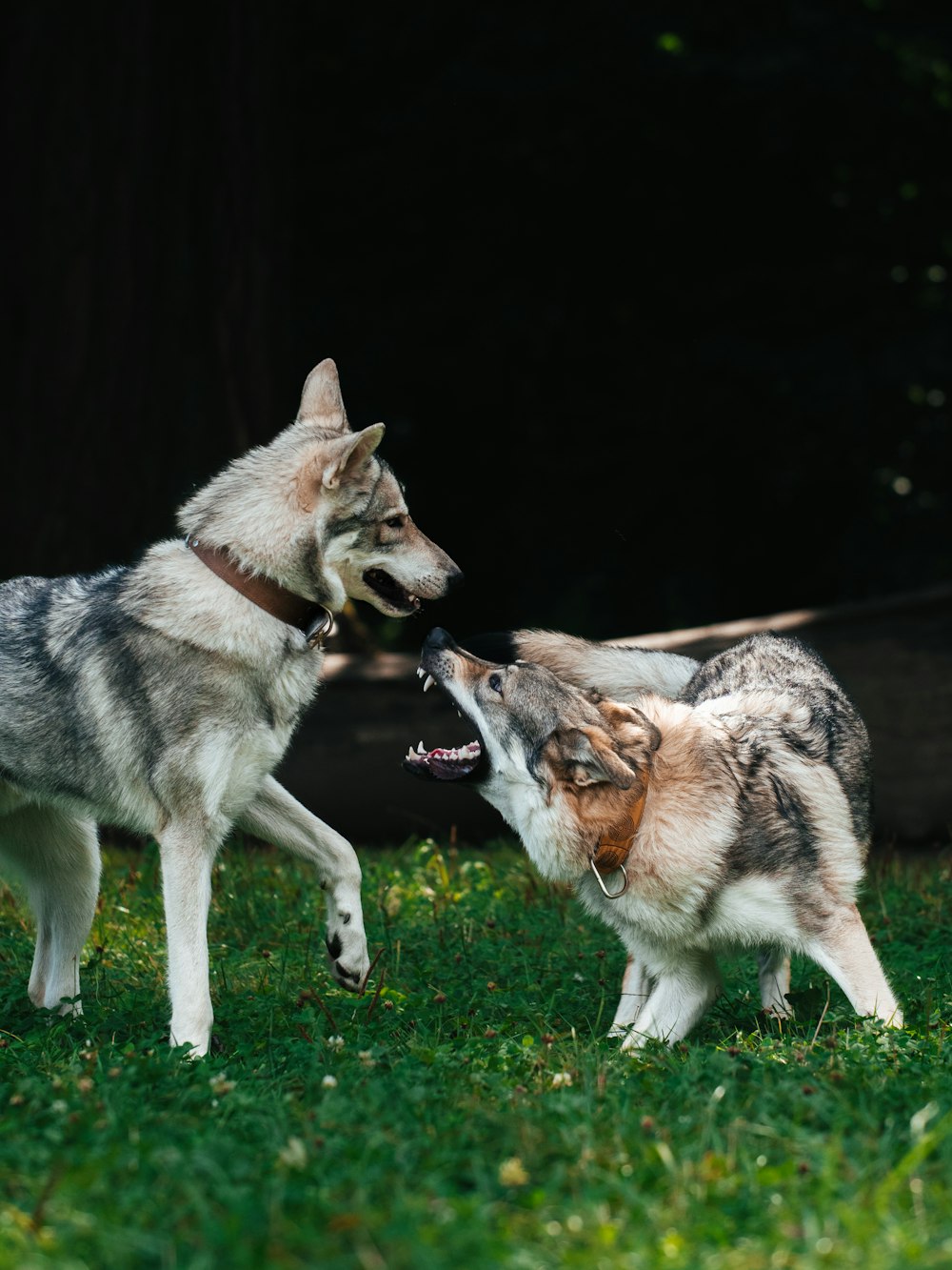 a dog biting another dog's nose
