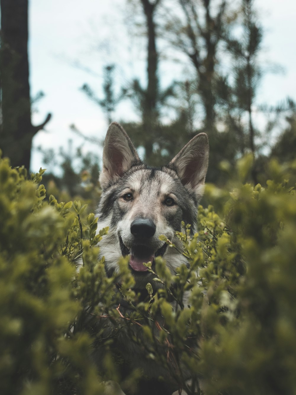 a dog in a bush