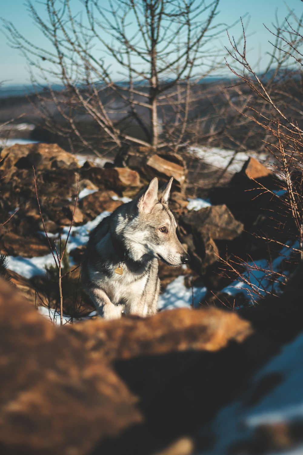 a wolf in a wooded area