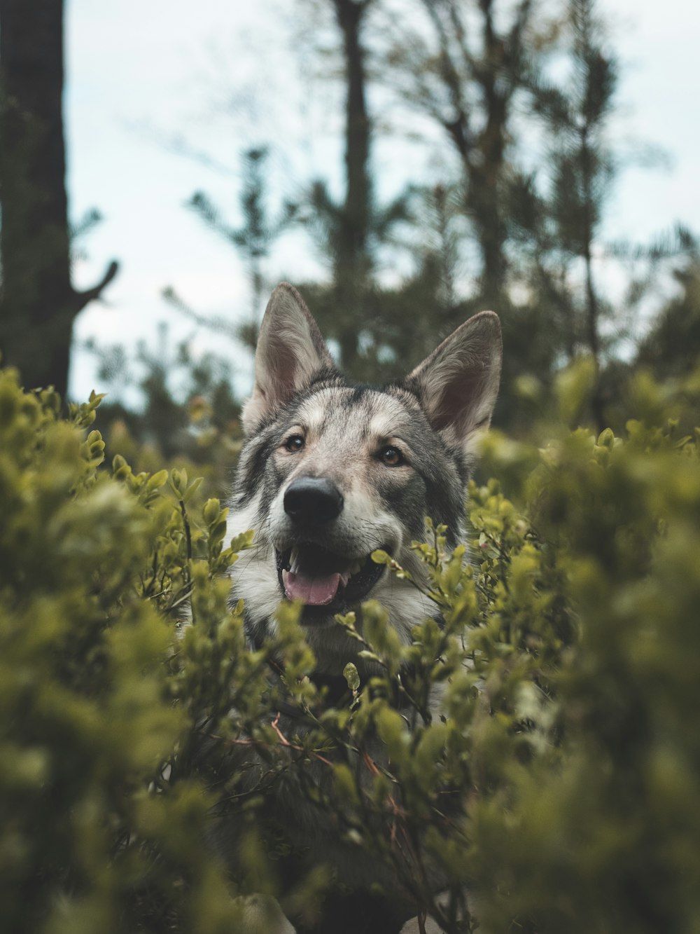 a dog in a forest