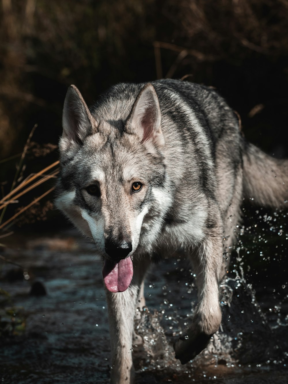 a wolf with its tongue out