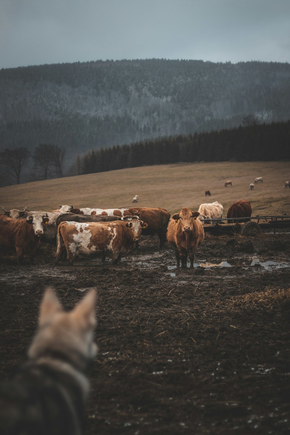 畑の中の牛のグループ