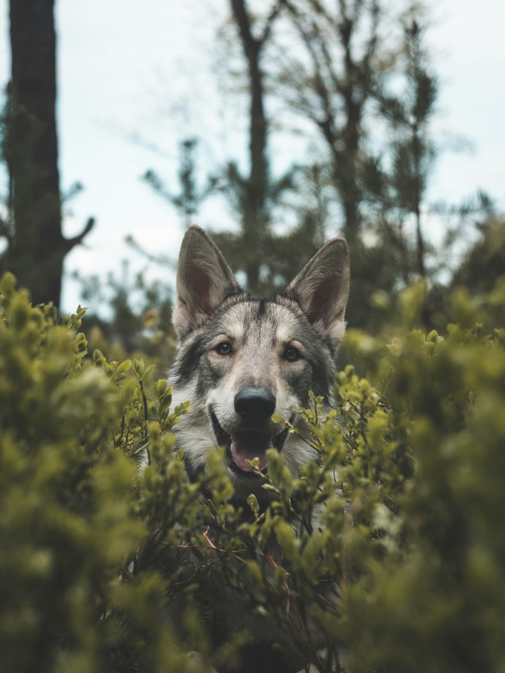 Un perro en un bosque