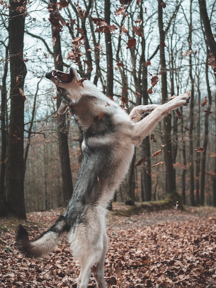 What Causes Dogs to Howl? – 5 Facts you need to know
