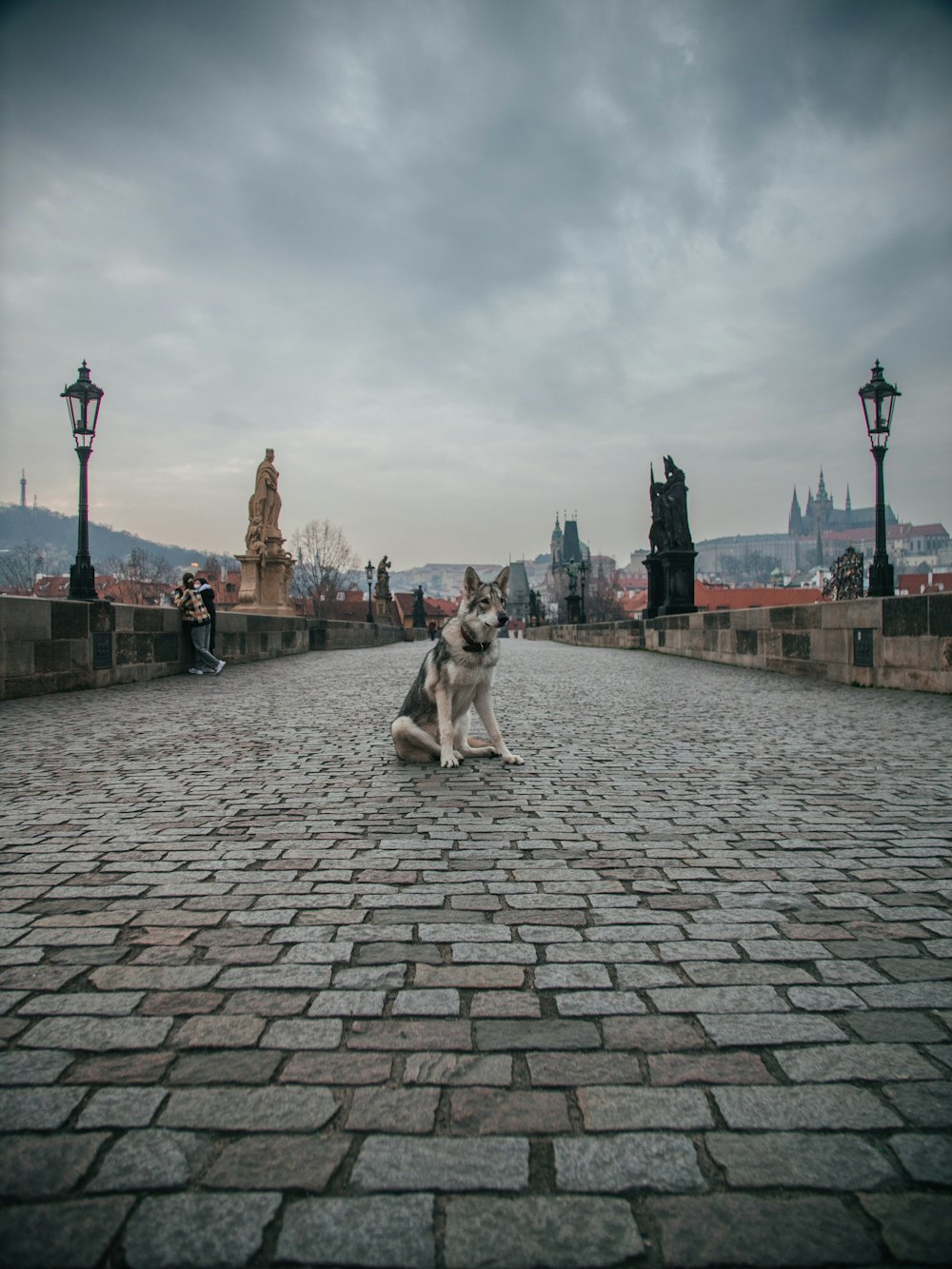 a dog sitting on a stone walkway