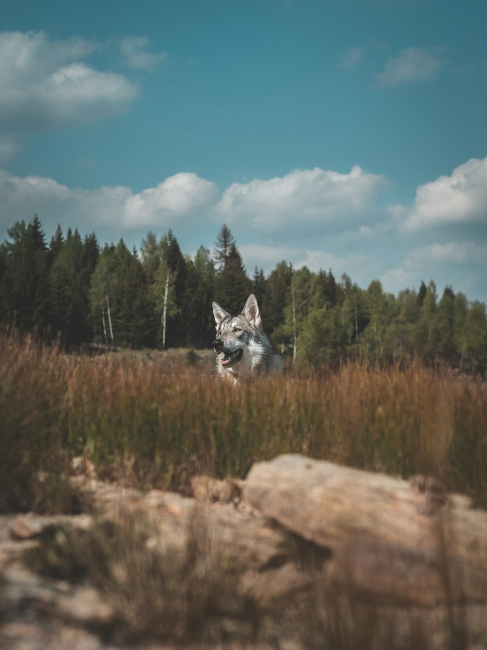 a dog running through a field