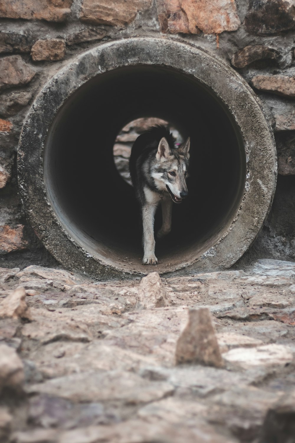 a wolf in a hole in a rock wall