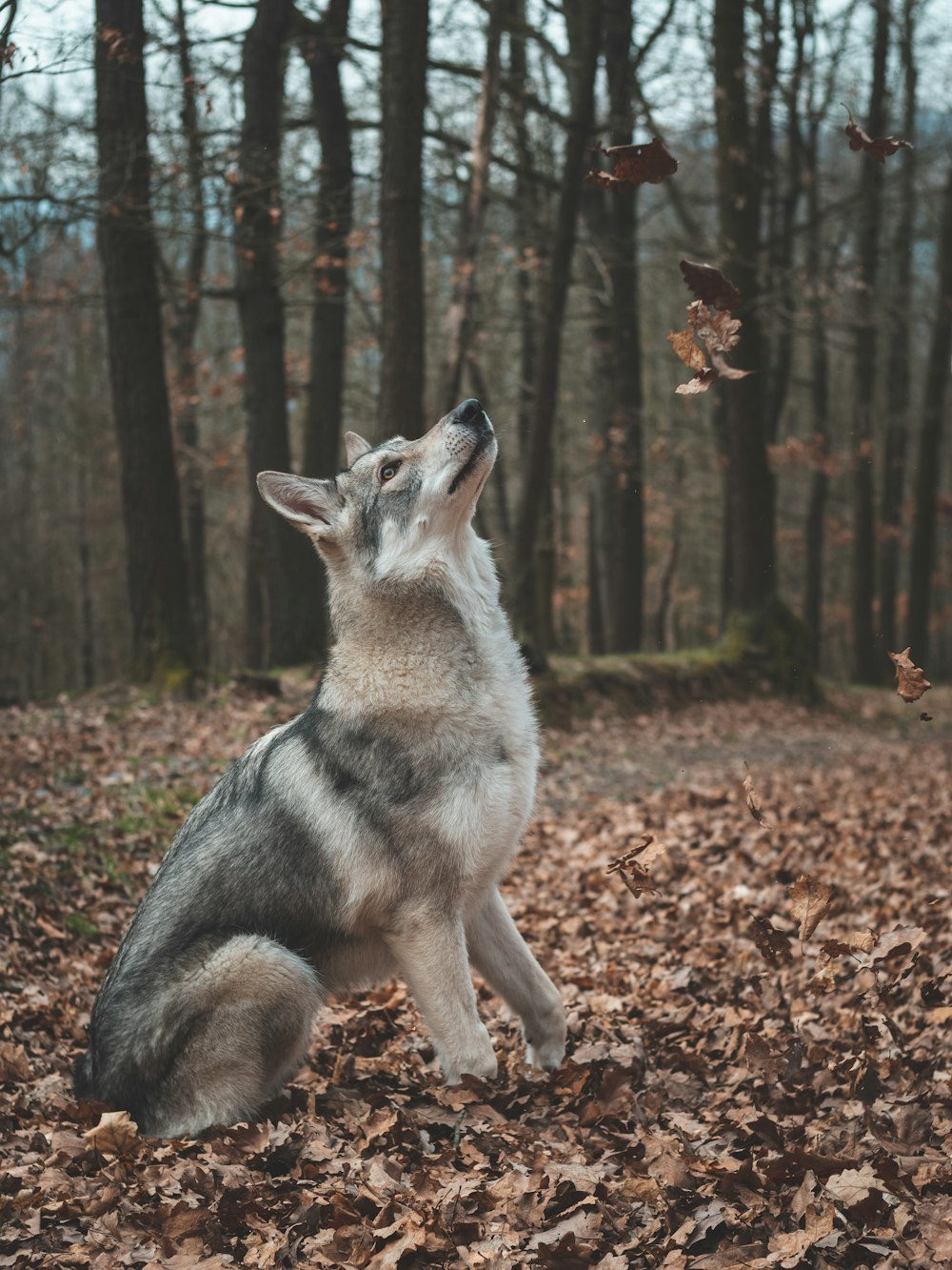 a dog sitting in a forest