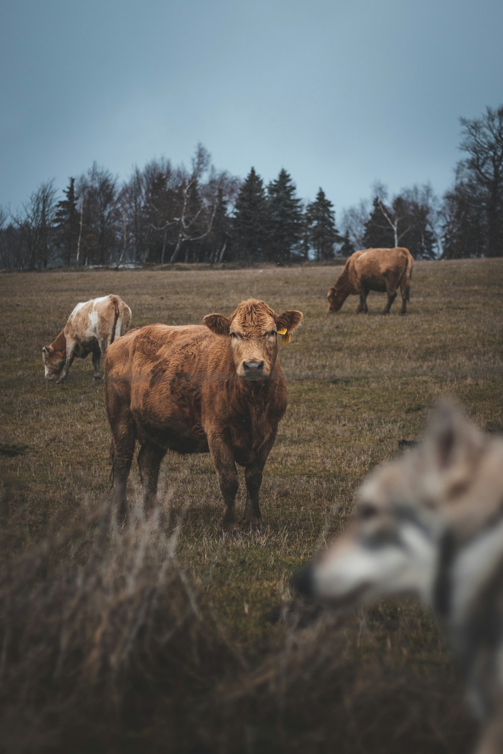 Eine Gruppe von Kühen auf einem Feld