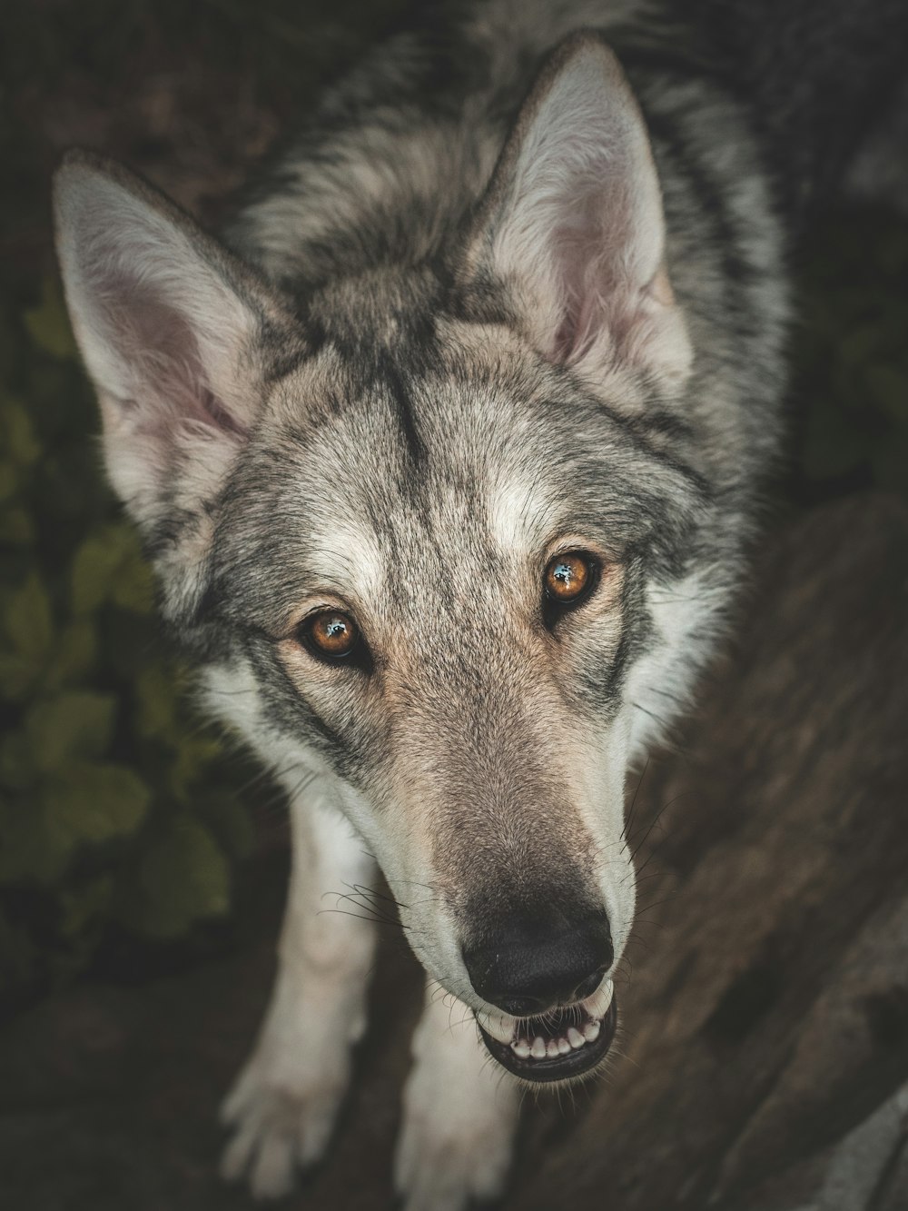 a wolf with orange eyes