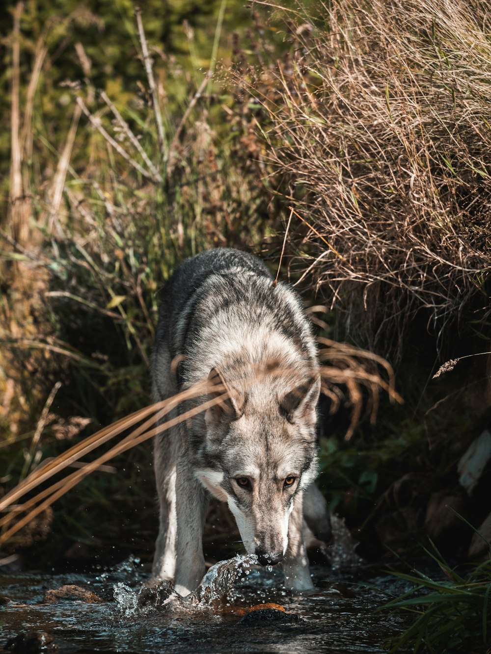 a wolf in a stream