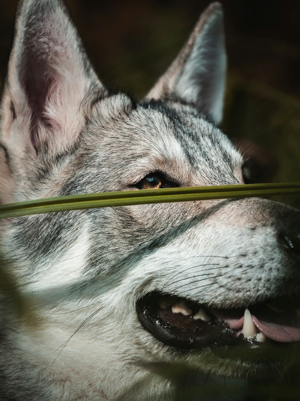 a dog with a green object in its mouth