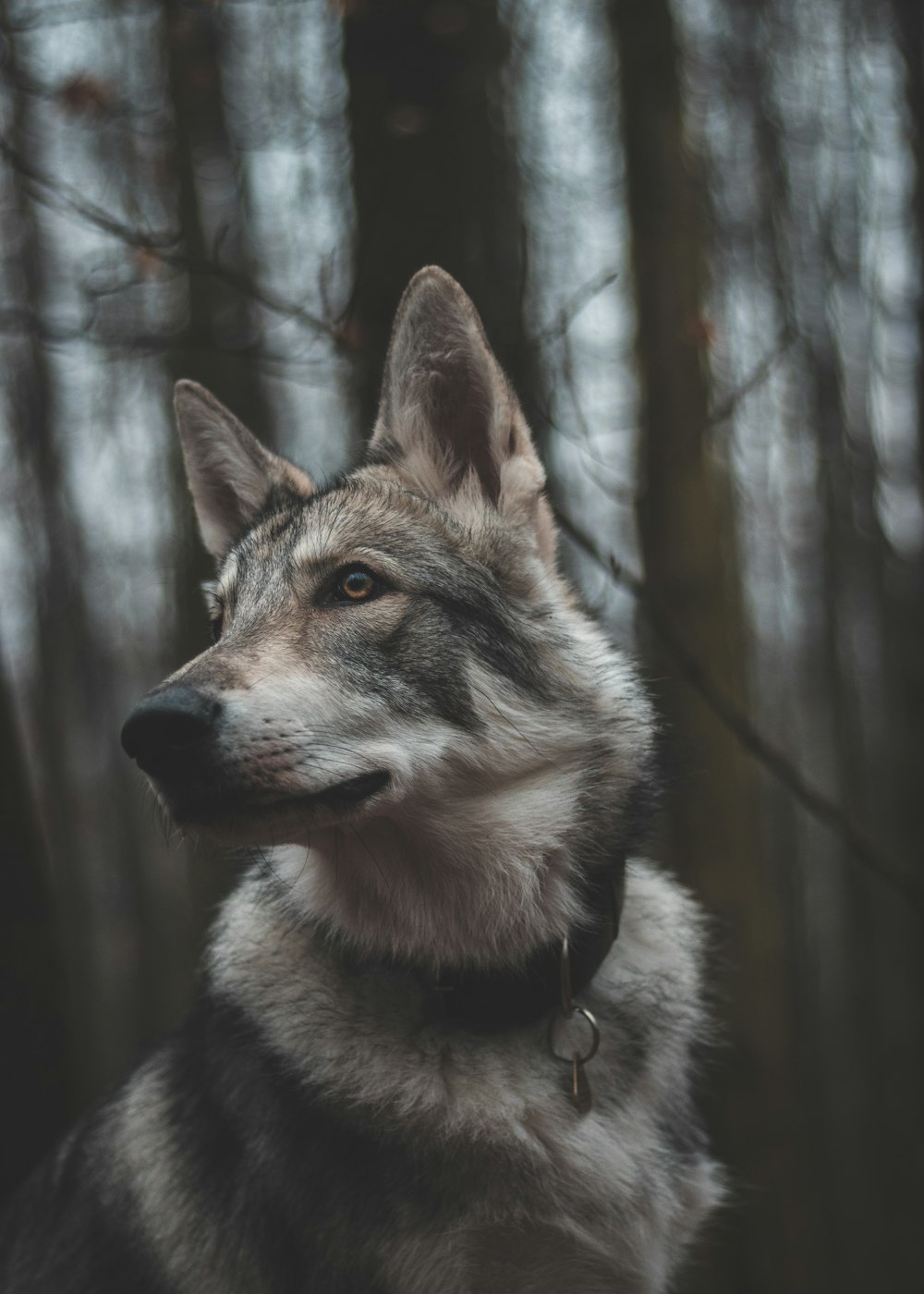 a wolf in the woods