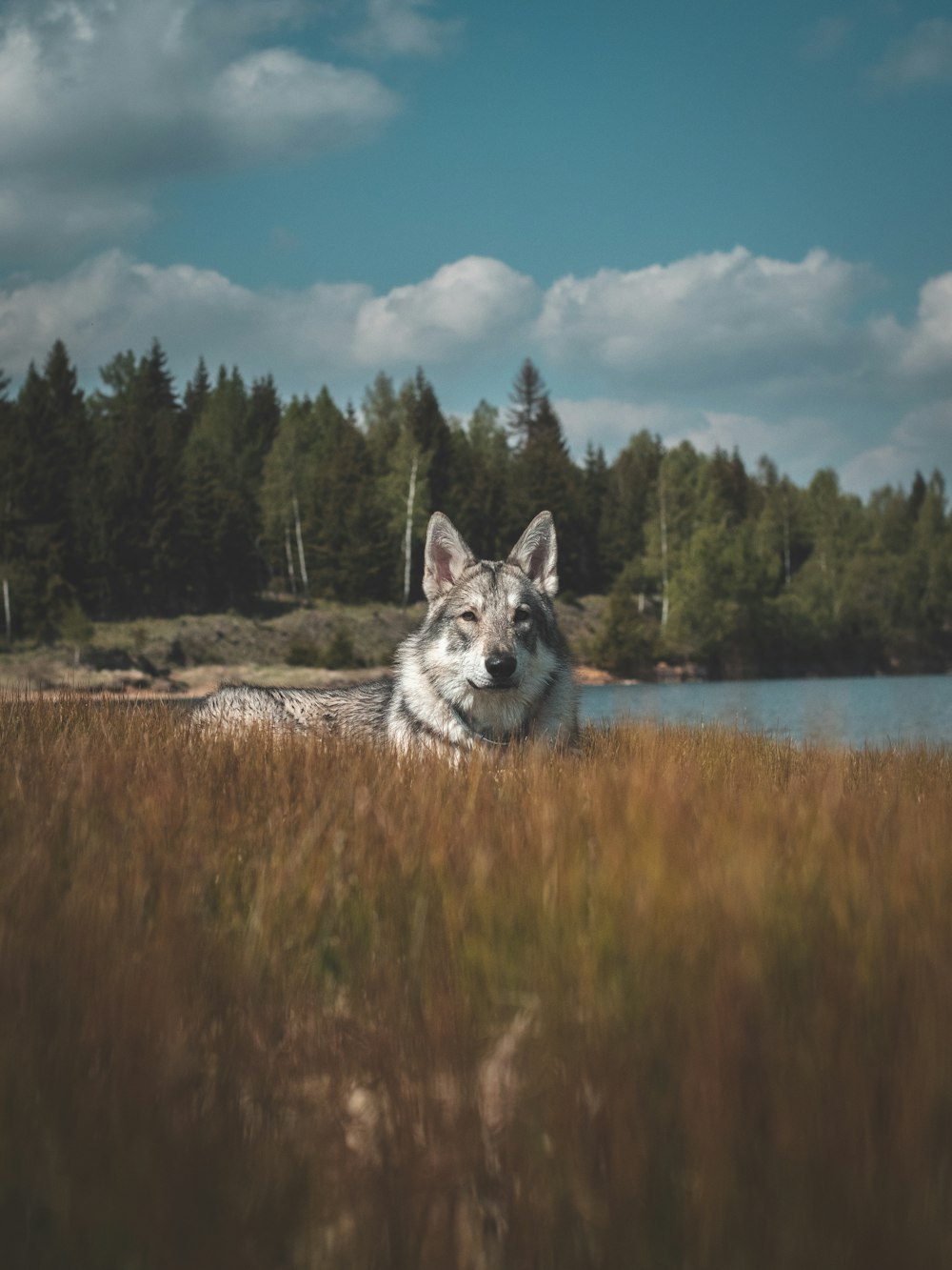 a dog sitting in a field