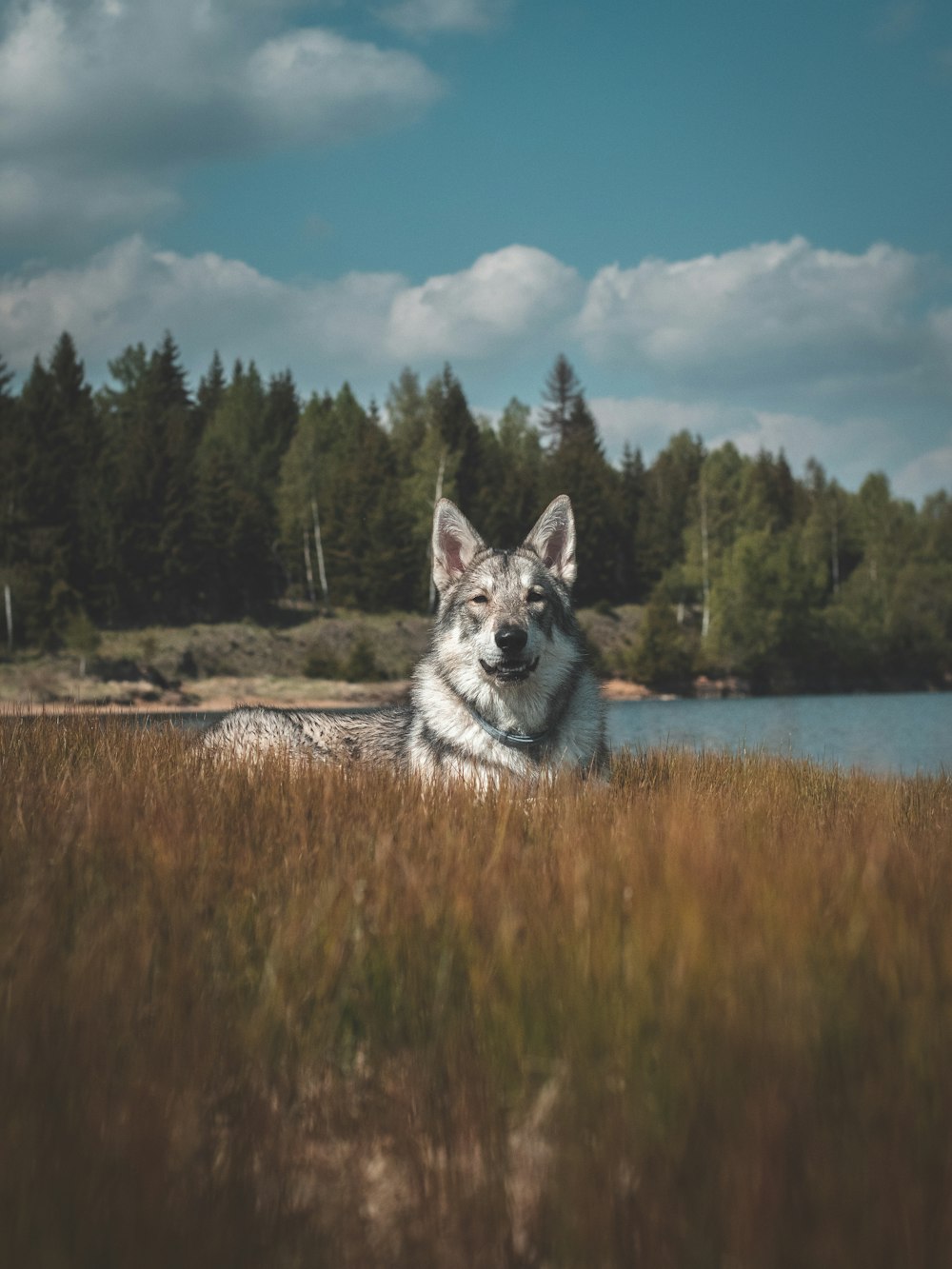a dog sitting in a field