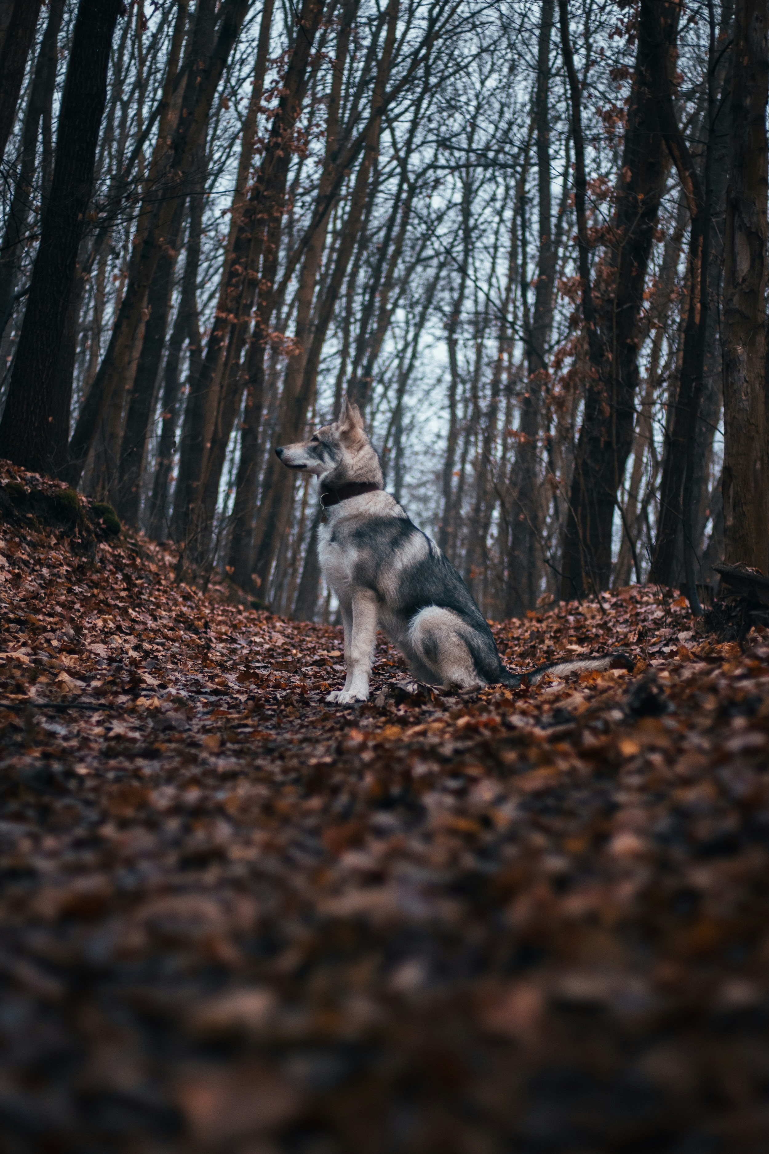 Photo by honzareznik