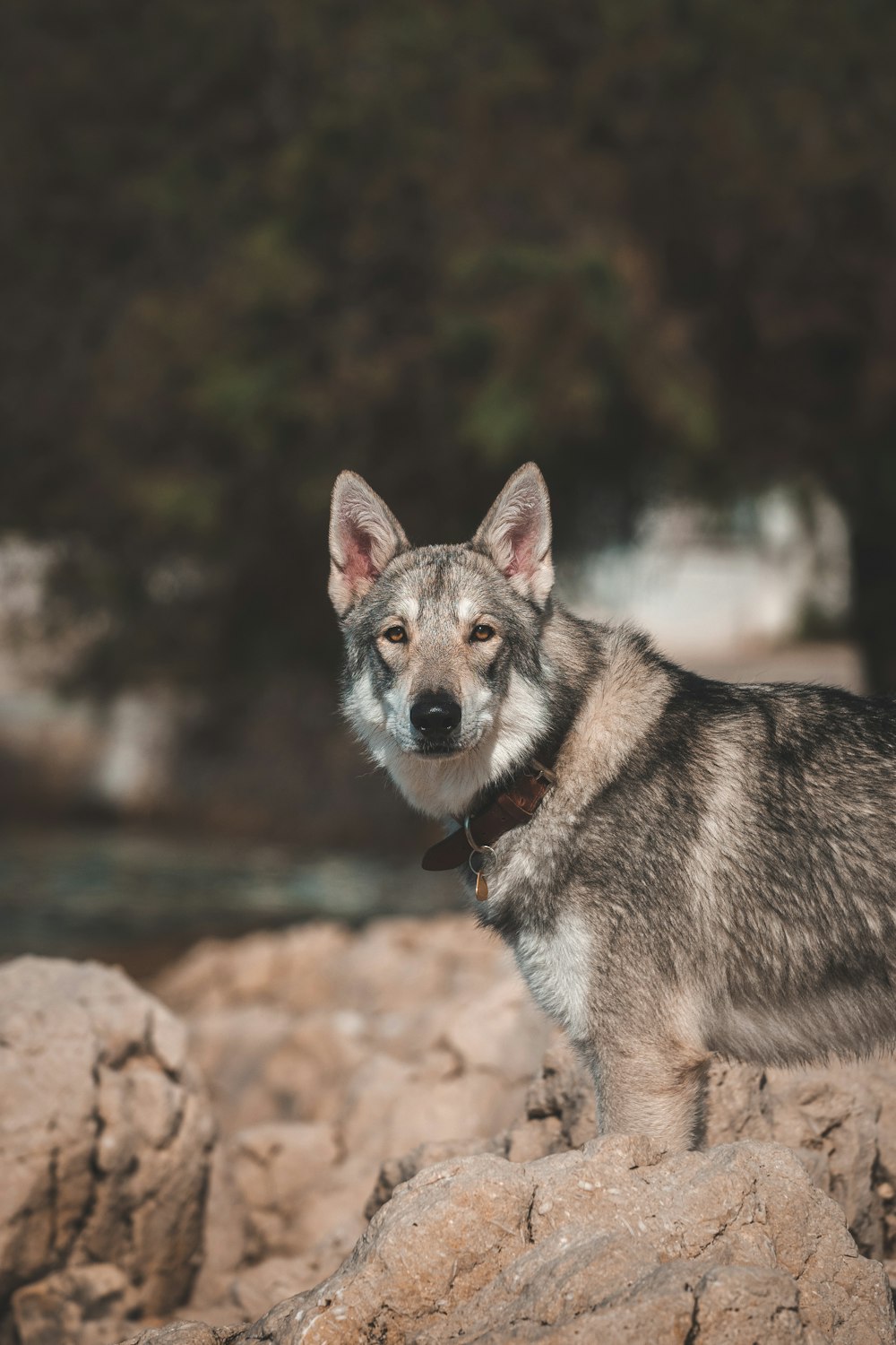 a dog sitting on a rock