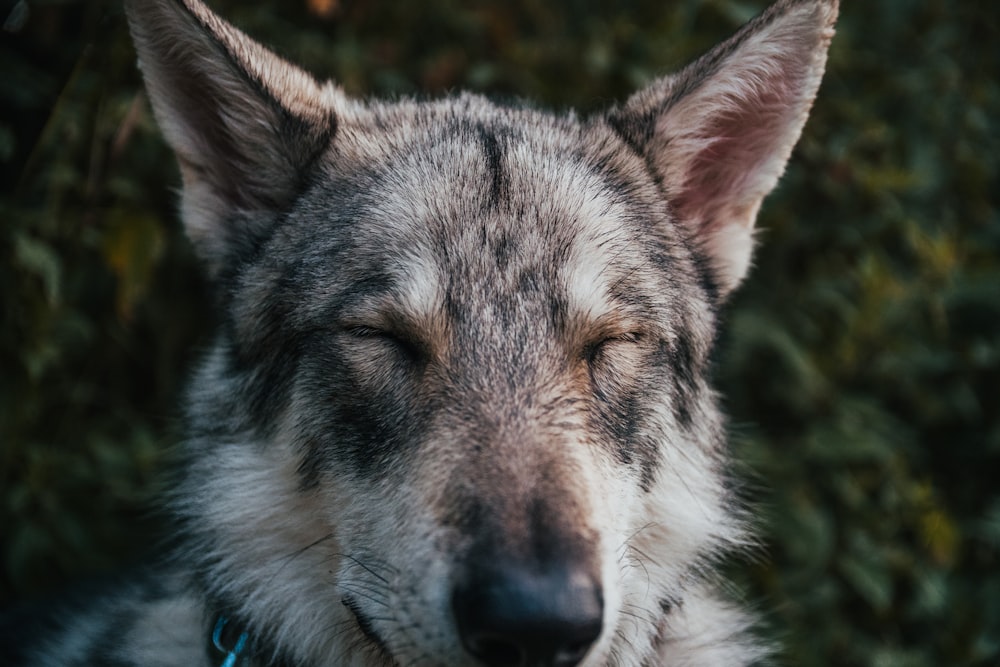 a wolf with its eyes closed