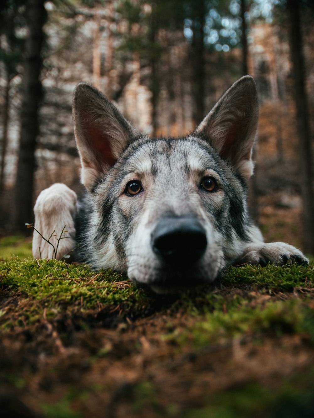 a dog lying in the grass