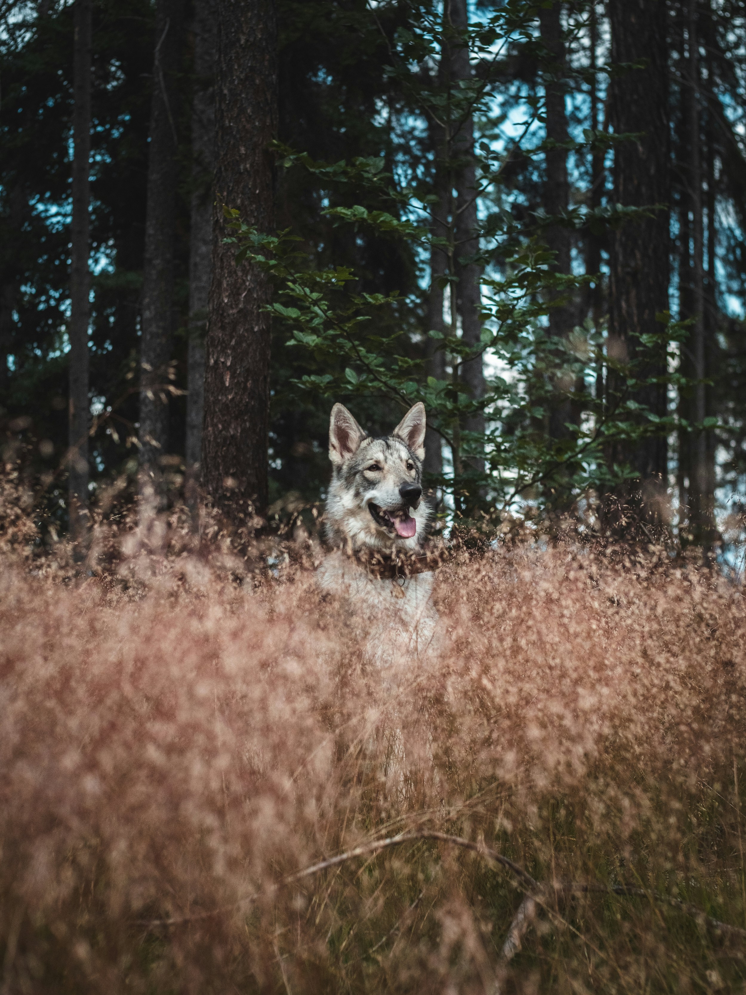 Photo by honzareznik