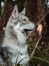 A wolf-like dog with a thick grey and white coat is standing amidst tall grass and dried plants, with its tongue slightly sticking out. The animal's ears are perked up, and it appears alert and attentive, with a focused gaze to the side.
