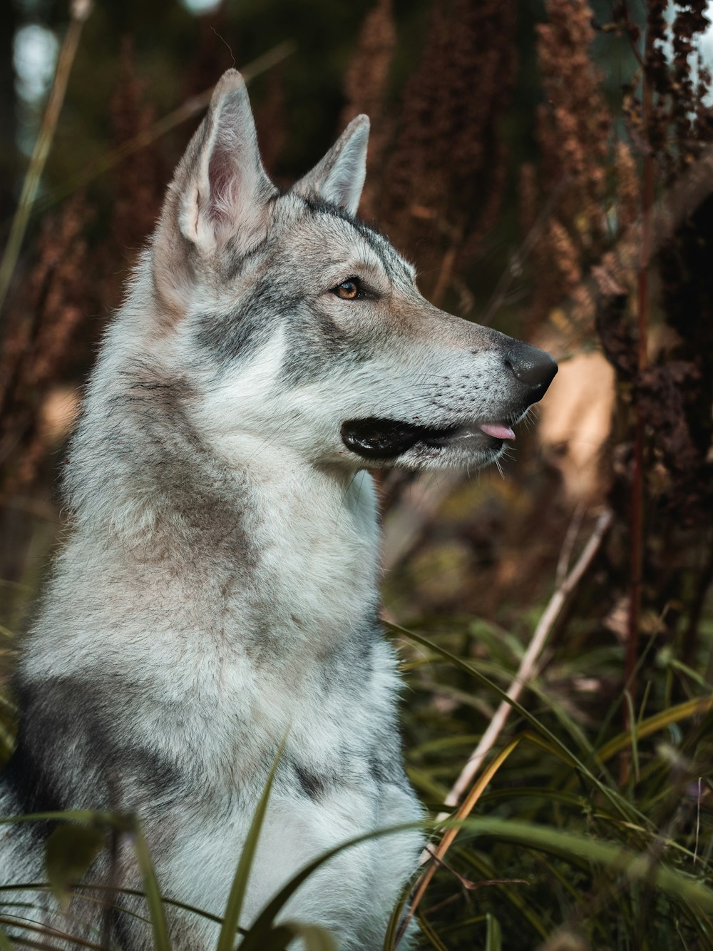 a wolf with its mouth open