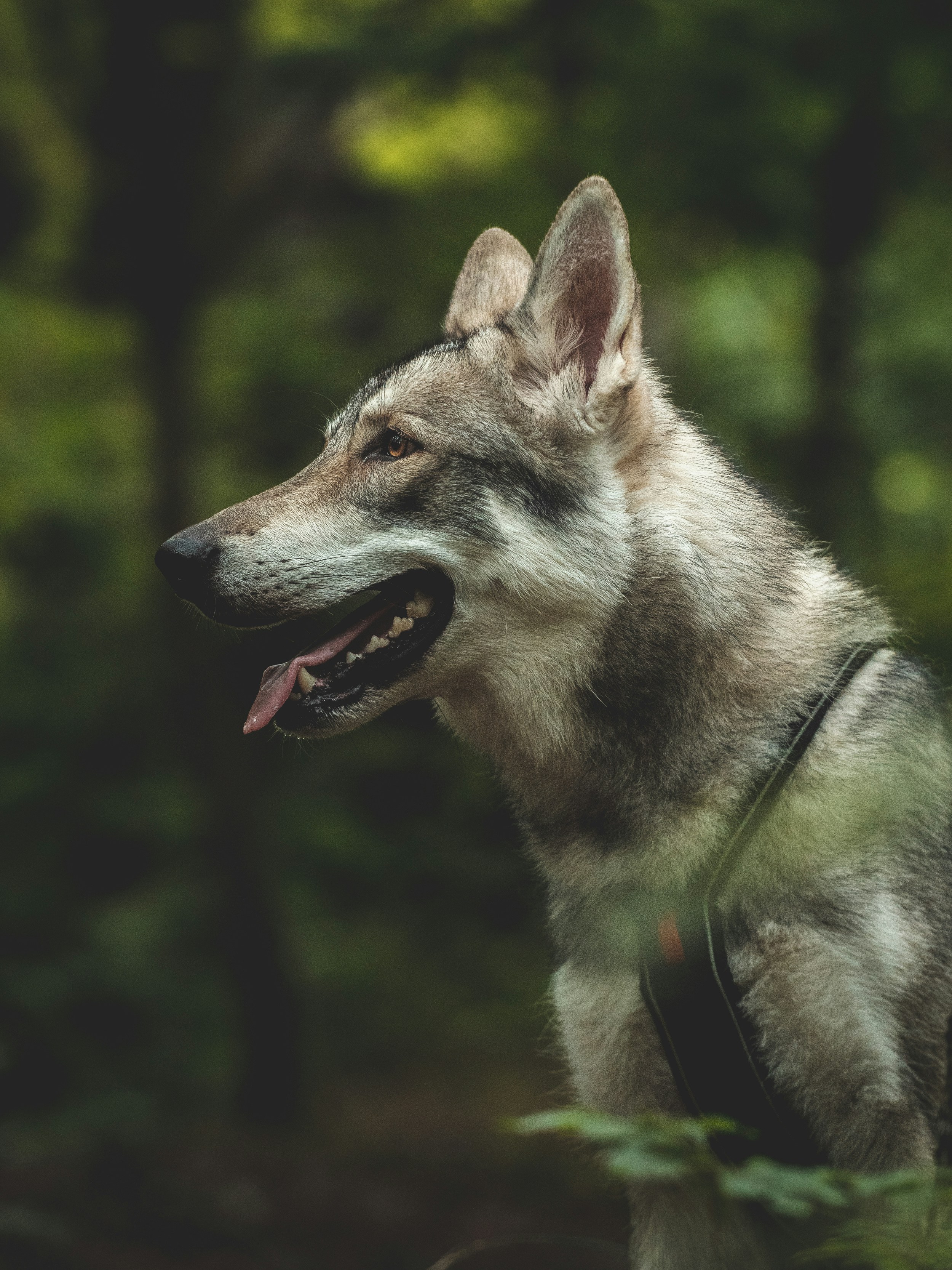 Photo by honzareznik