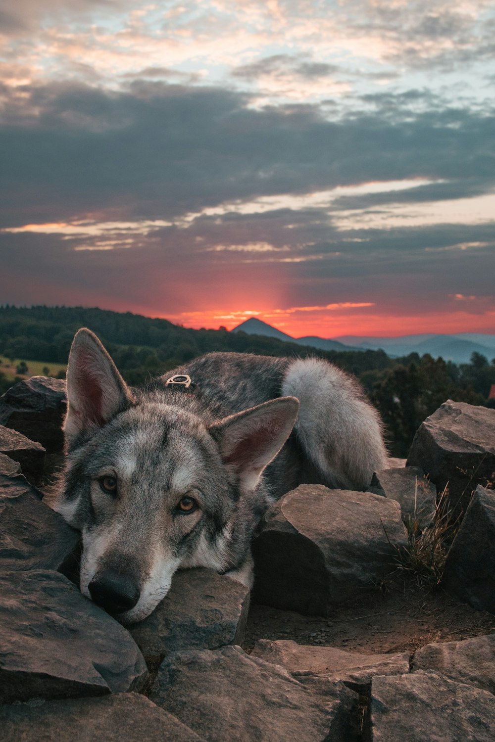 a dog standing on rocks