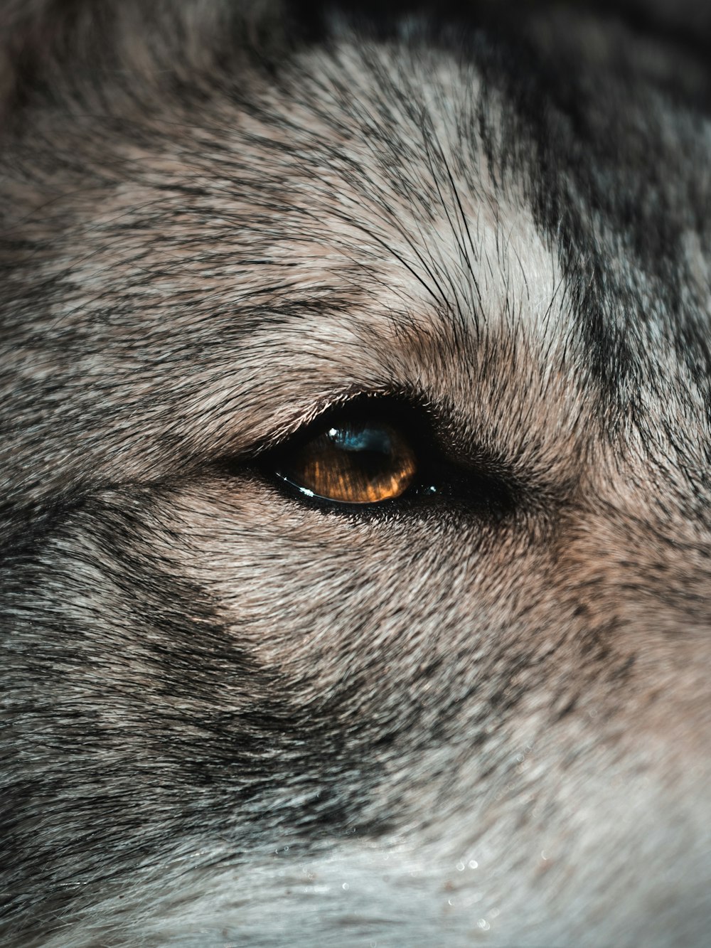 a close up of an animals eye