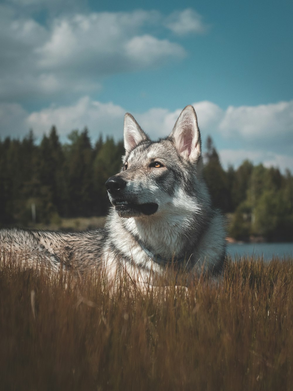 a dog sitting in a field