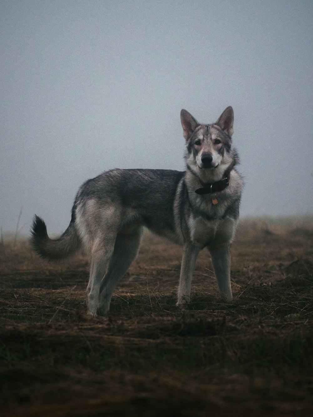 a dog standing on grass