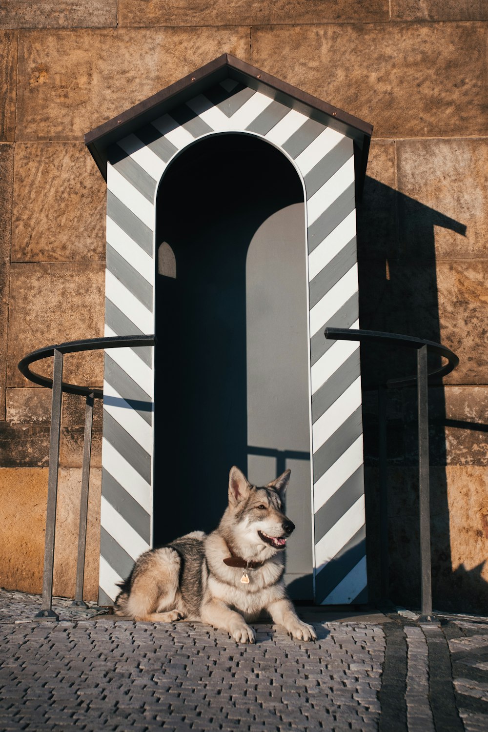 a dog sitting on a brick walkway