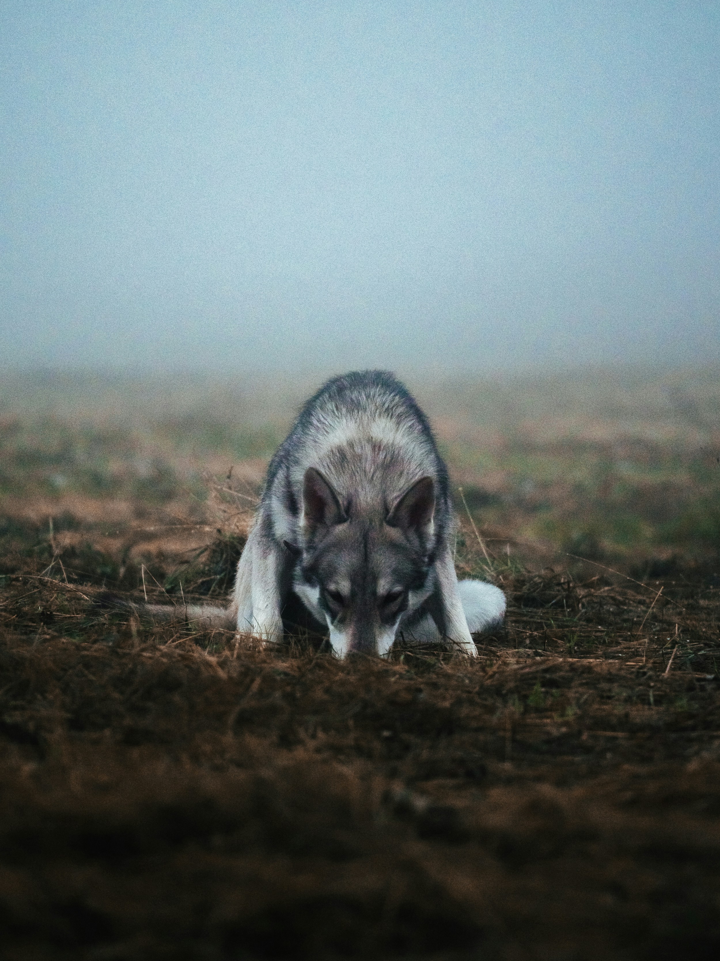 10. Wolves Are Always Aggressive Toward Humans (image credits: unsplash)