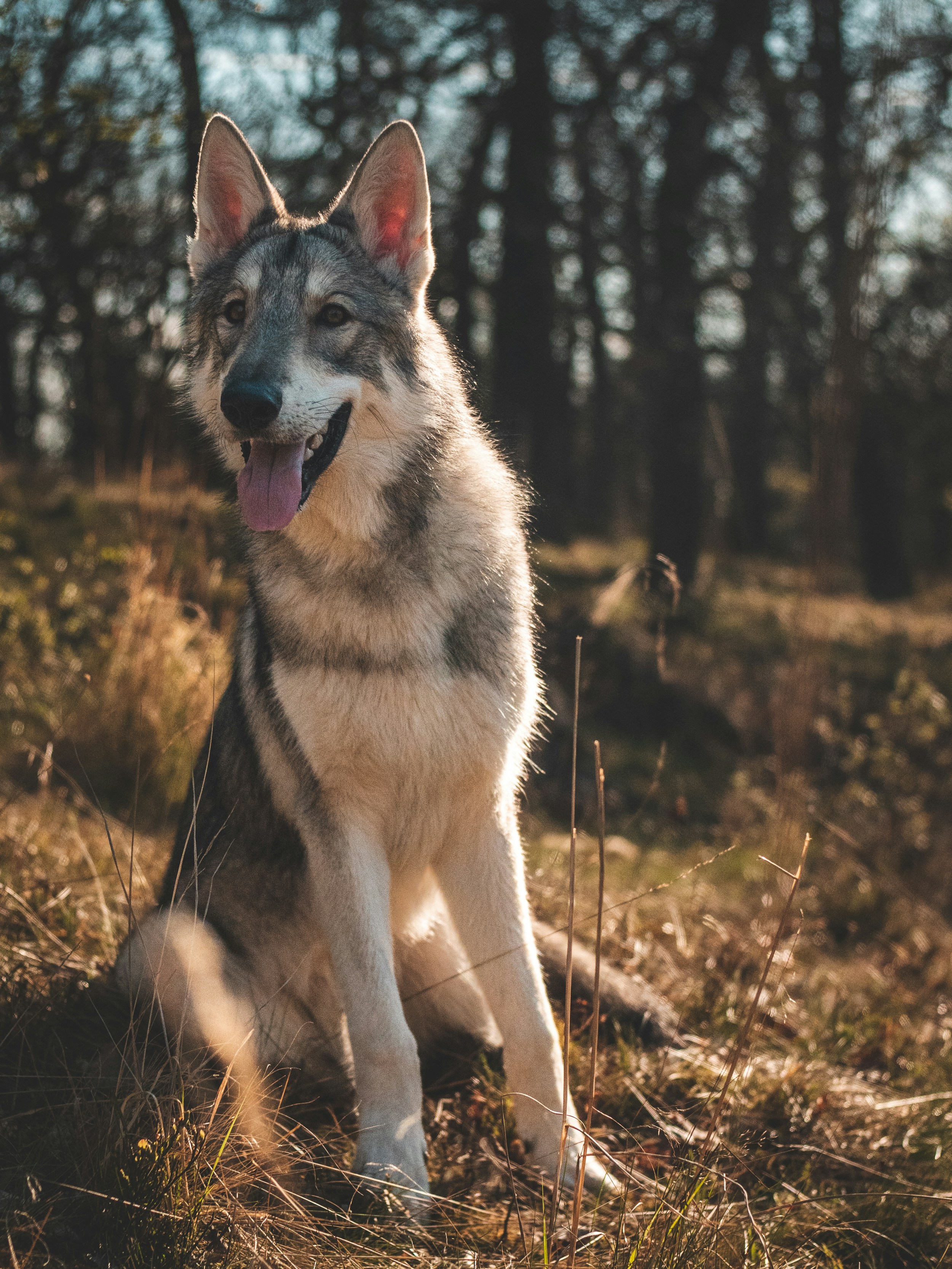 Photo by honzareznik