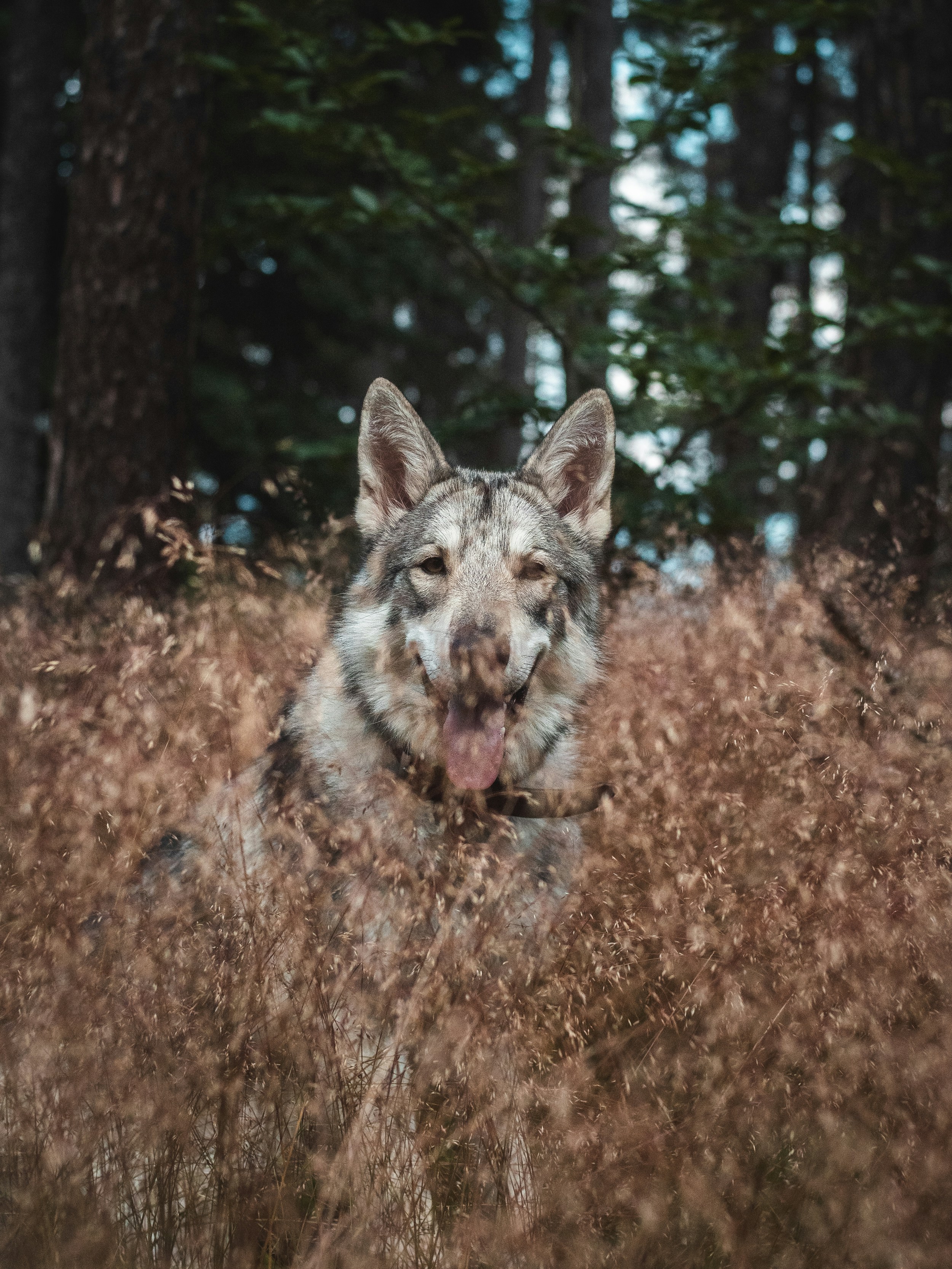 a wolf with its tongue out