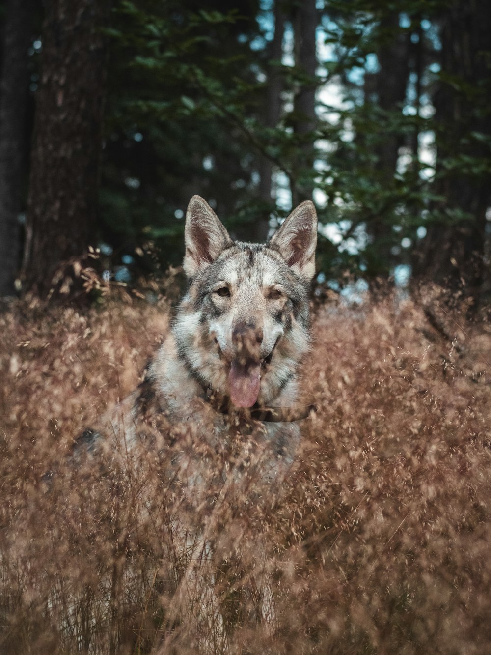 a wolf with its tongue out