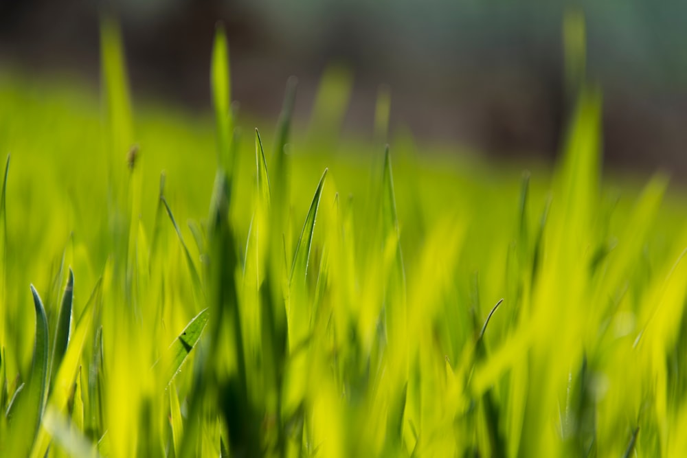 close-up of a field of grass