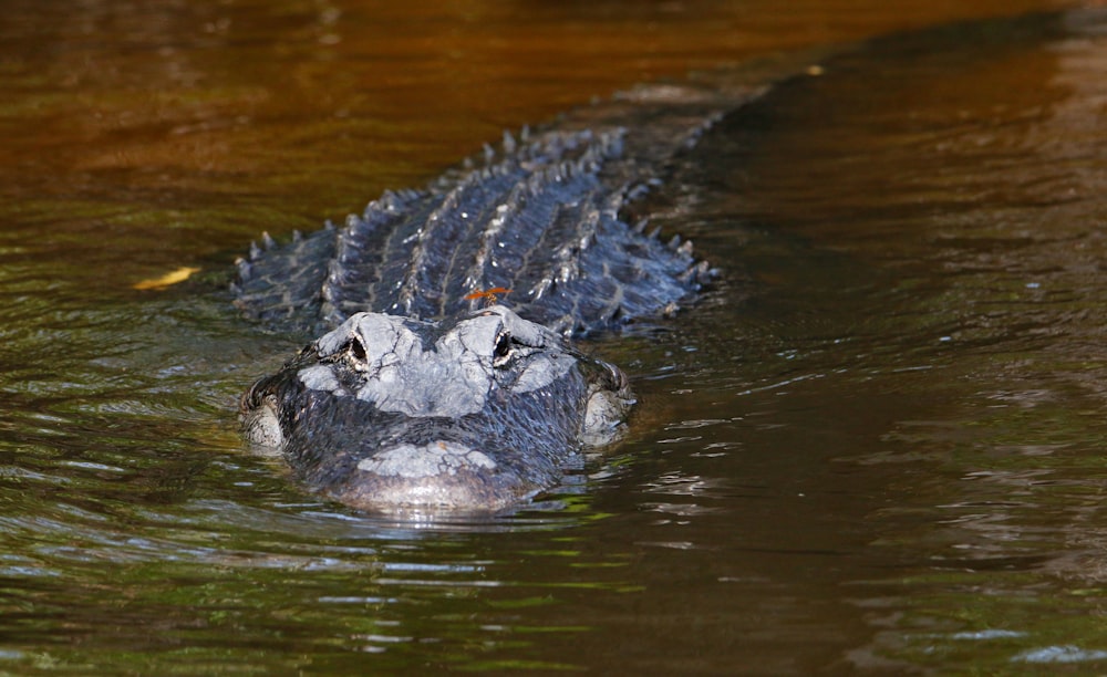 a crocodile in the water