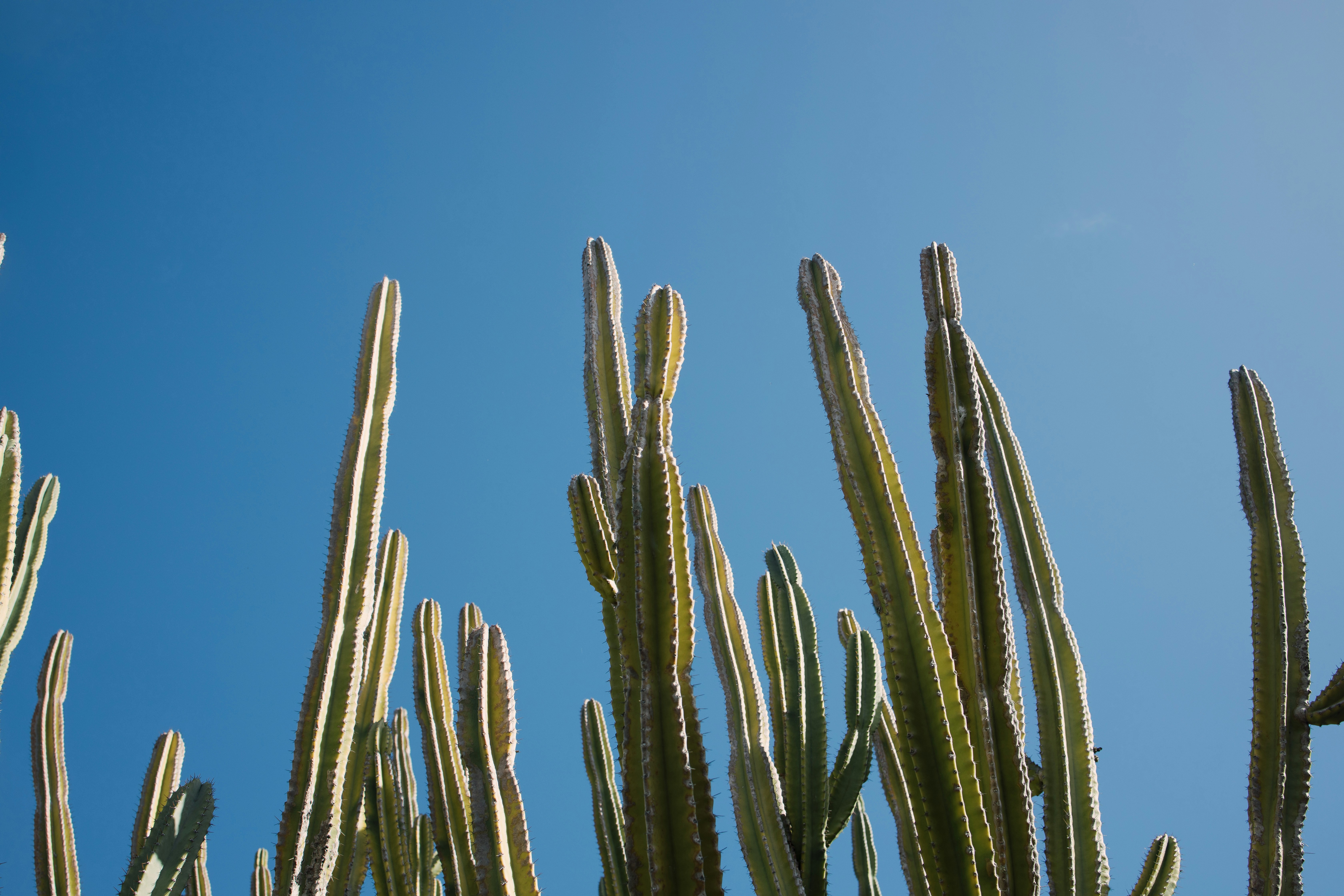a group of cactus