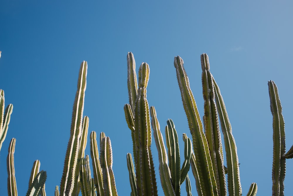 a group of cactus