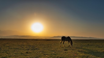 A serene landscape with an expansive grassy field stretching towards distant hills. The sun is setting on the horizon, casting a warm, golden glow over the scene. A solitary horse stands grazing in the foreground, creating a peaceful and tranquil atmosphere.