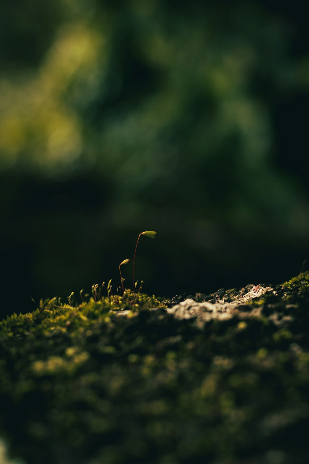 a small plant growing out of the ground