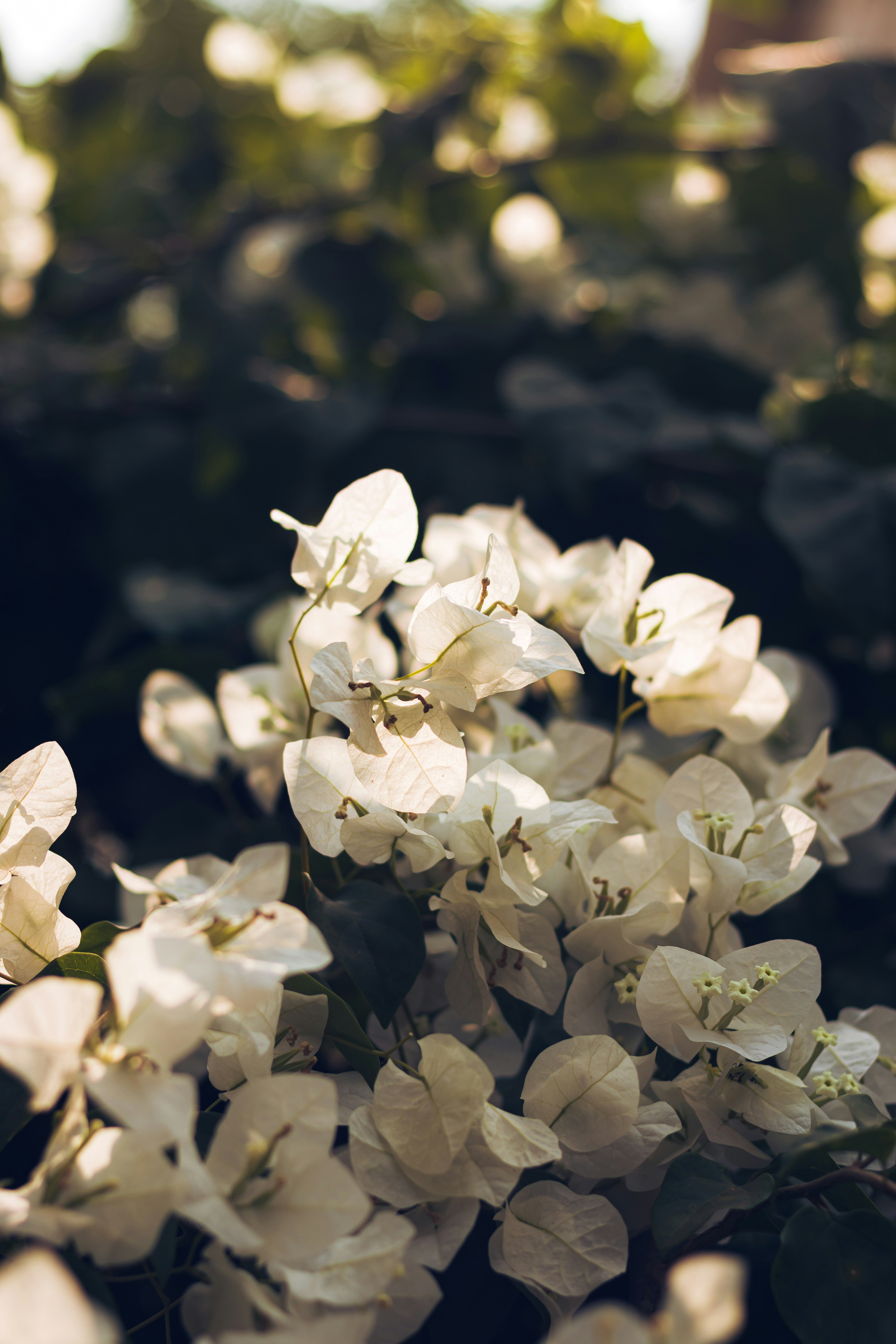 Photo by dhilipantony