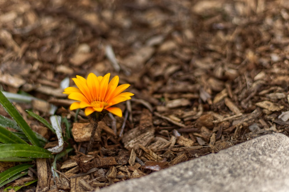 a yellow flower in the dirt