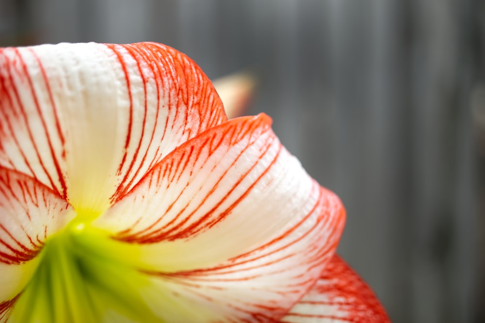 a close up of a red and white snake