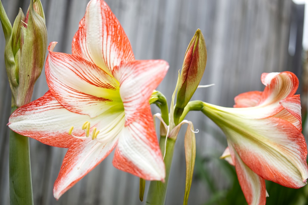 a close up of a flower