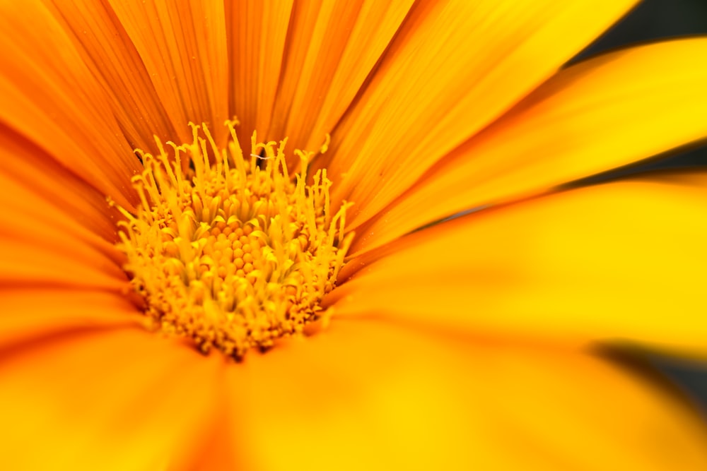 a close up of a flower