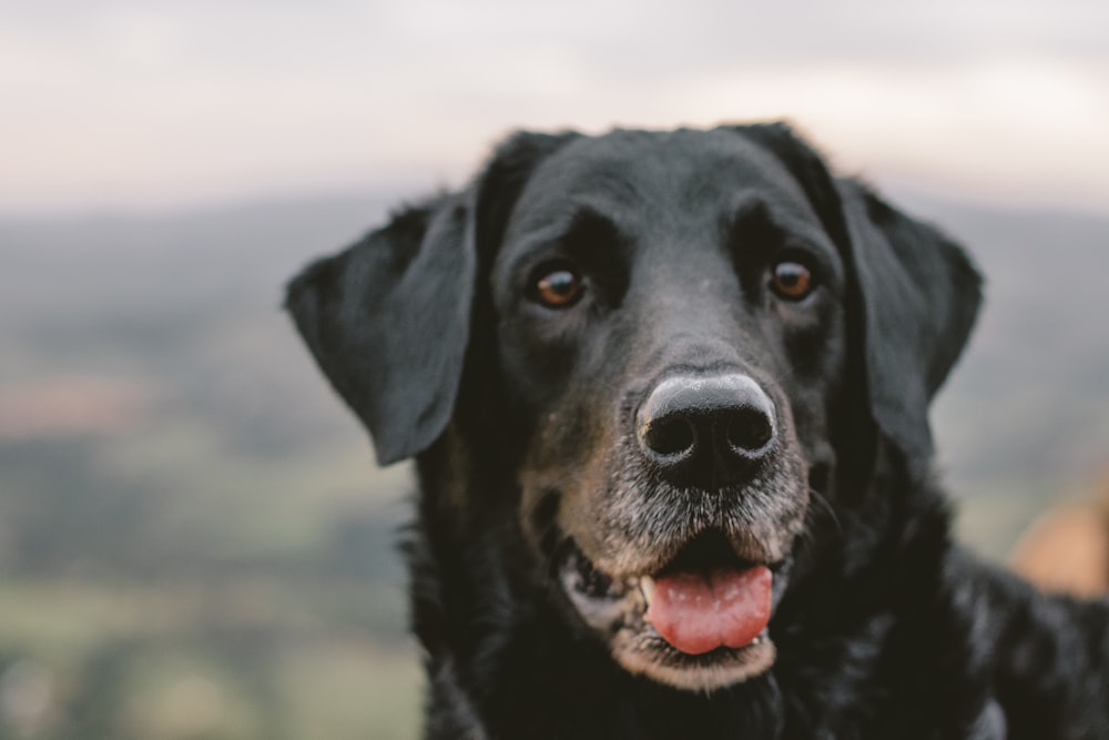 a black dog with its tongue out