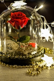 A vivid red rose encased in a glass dome, resting on a black base. The rose stem is surrounded by some dried moss or grass. The scene is adorned with string lights featuring illuminated star-shaped bulbs and golden bead garlands, creating a warm and enchanting ambiance.